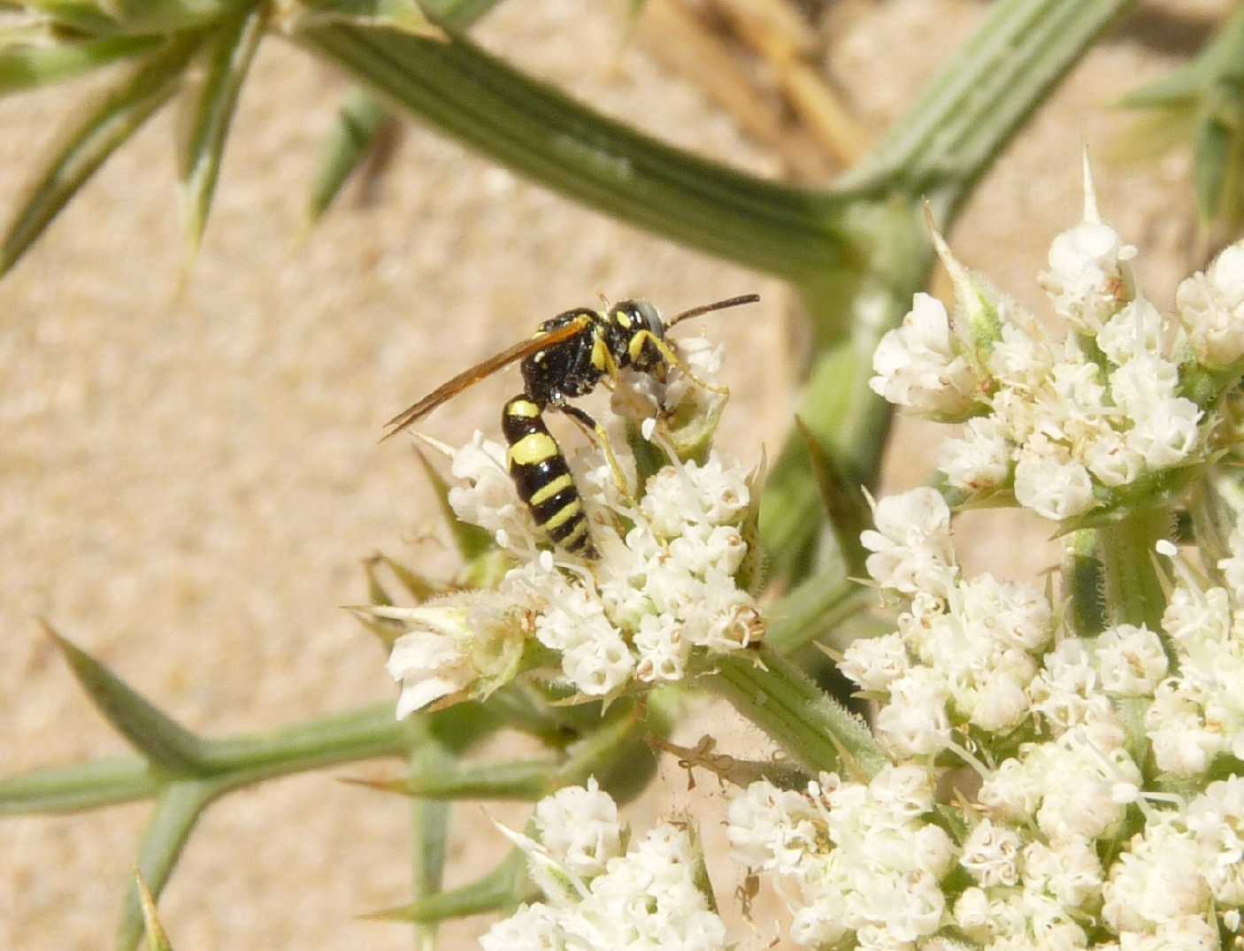 maschio di Philanthus venustus